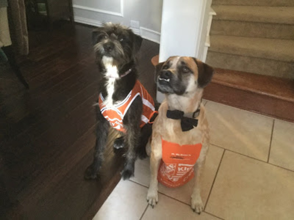 Meet your Posher, Sophia